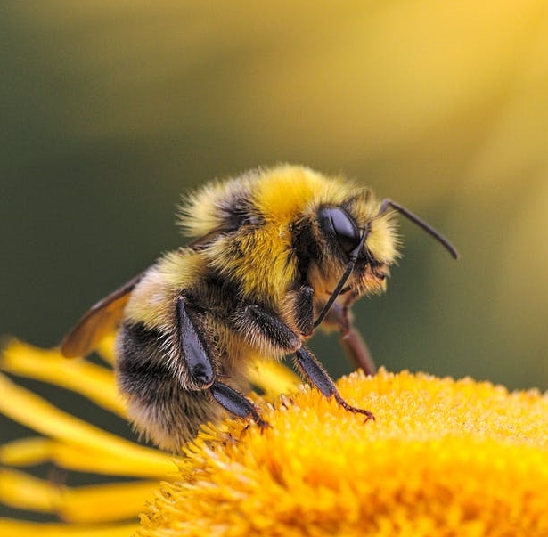 Pszczoła siedząca na żółtym kwiatku